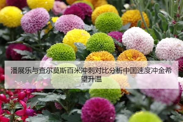 潘展乐与查尔莫斯百米冲刺对比分析中国速度冲金希望升温