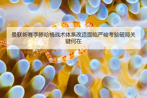 曼联新赛季滕哈格战术体系改造面临严峻考验破局关键何在
